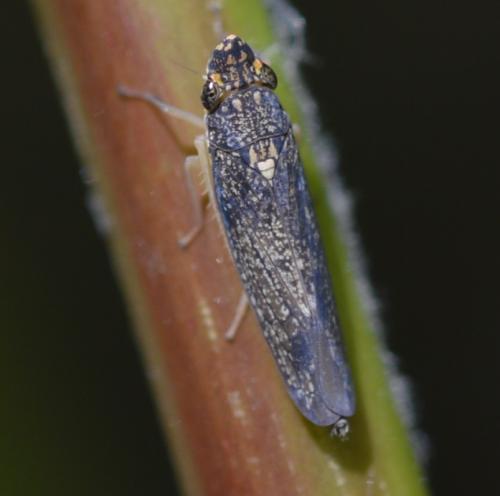 Malissiana billosa